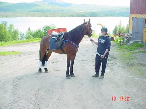Koldblodstraver Molteberg Prinsen - Meg og Prinsen før en ridetur! billede 9