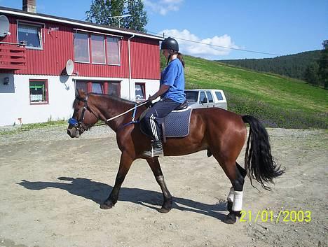 Koldblodstraver Molteberg Prinsen - Jeg og Prinsen skritter litt rundt:D billede 10