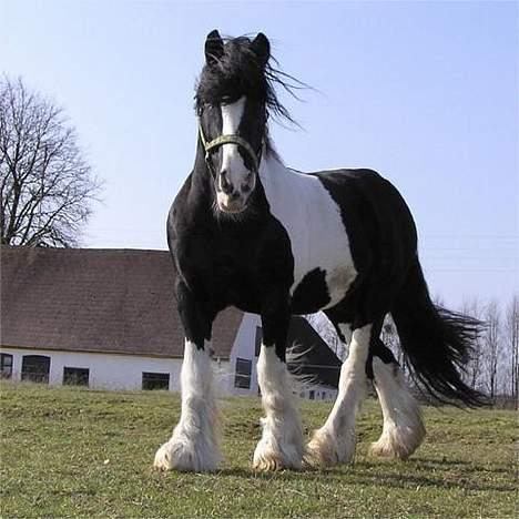 Irish Cob Holm´s  Hurricane billede 6