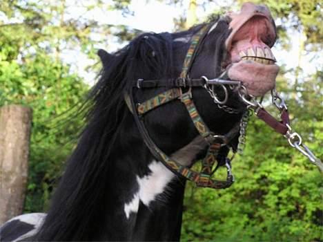 Irish Cob Holm´s  Hurricane - Åh de damer, de lugter godt billede 9