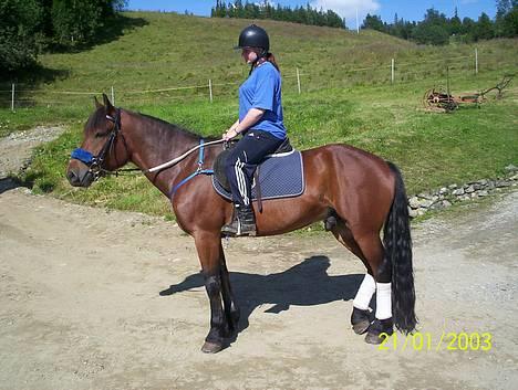 Koldblodstraver Molteberg Prinsen - Jeg og Prinsen klare for "take off"..:) billede 4