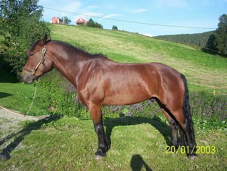 Koldblodstraver Molteberg Prinsen - Prinsen oppstilt:) billede 5