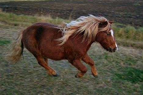 Shetlænder Gizmo - Gizmo med vinterpelst i FULD galop :D billede 8