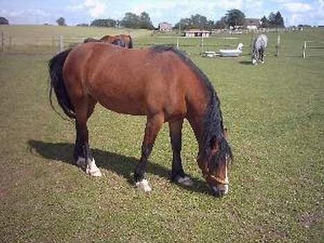 Welsh Pony (sec B) Sec. C Haymo's Natascha - Nyeste billede af Tasse. 9 Juli billede 7