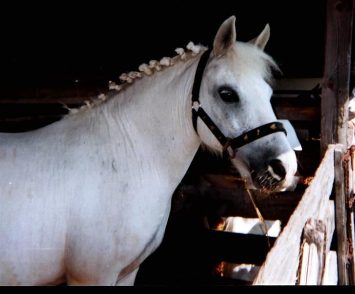 Dartmoor † Donna af stegstedgård † - Donna´min på Dyreskuet (2003) billede 1