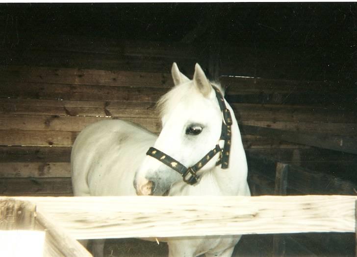 Dartmoor † Donna af stegstedgård † - Dyreskuet 2003 billede 5