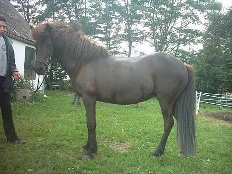 Islænder Hetja fra Lisbjerg billede 7