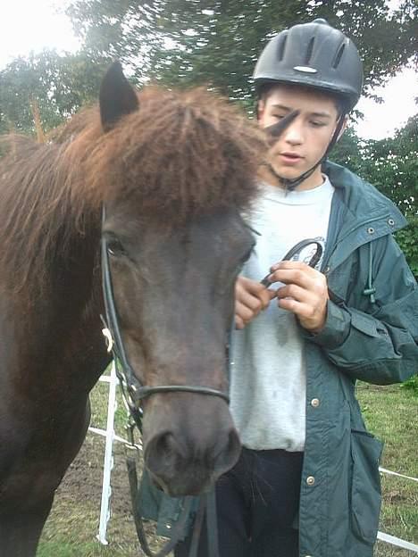 Islænder Hetja fra Lisbjerg billede 8