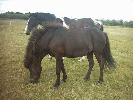 Islænder Hetja fra Lisbjerg billede 9