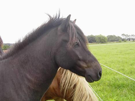 Islænder Baldur *SOLGT* - Baldur August 2006 billede 1