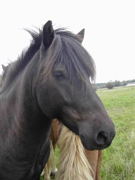 Islænder Baldur *SOLGT* - Min fine dreng billede 2