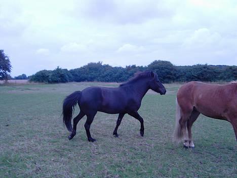 Islænder Baldur *SOLGT* - Gakkede gangarter billede 5