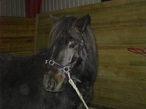 Islænder Baldur *SOLGT* - Kapsun for første gang billede 6