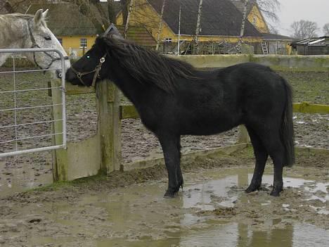 Islænder Baldur *SOLGT* - Baldur og konkurrenten i flokken billede 8