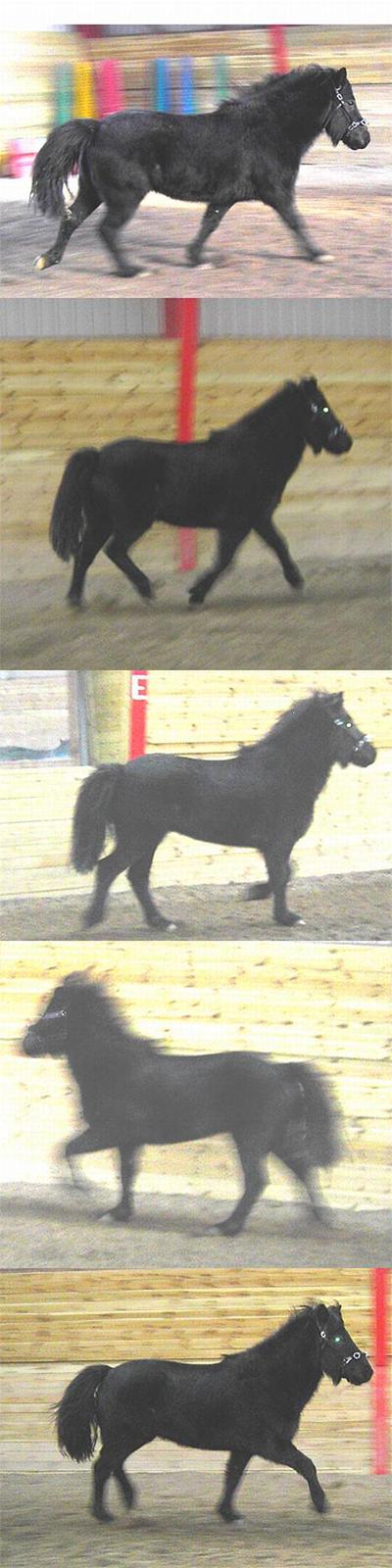 Islænder Baldur *SOLGT* - På 2 af billederne tølter han... gæt hvilke.. billede 9