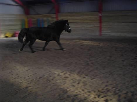 Islænder Baldur *SOLGT* - En lille galop... billede 10