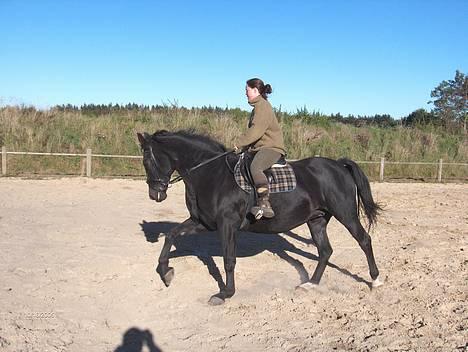 Oldenborg Tessa Birkelund - Dressur. billede 10