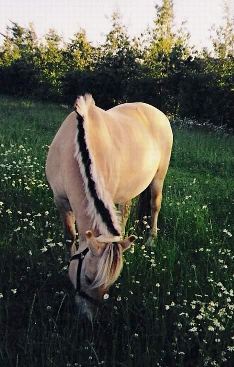 Fjordhest Lotte *død* - Sommeren 1999 billede 6