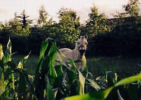 Fjordhest Lotte *død* - Sommeren 1999 billede 7