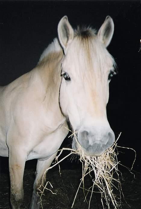 Fjordhest Lotte *død* - En lun sommer aften 1997 billede 8