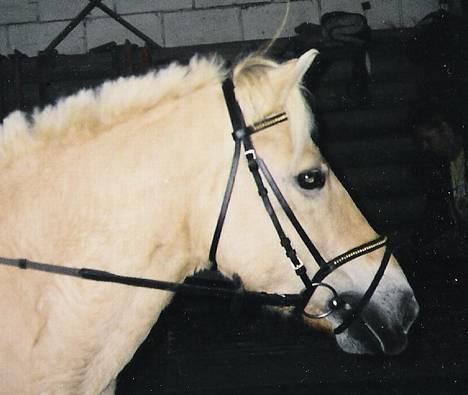 Fjordhest Lotte *død* - Vores første stævne...jeg kan stadig mærke sommerfuglene i maven! billede 9