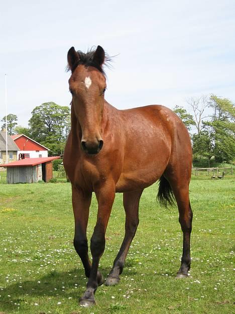 Traver Martinik Speedy - Taget Maj 2006..... billede 1