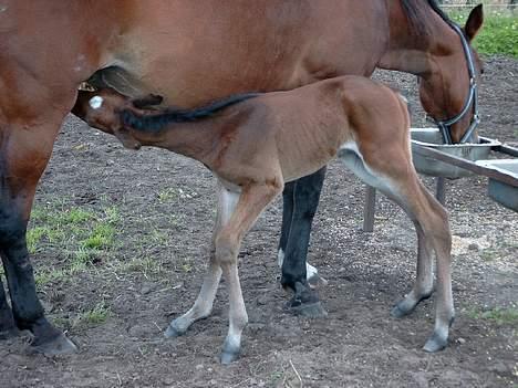Traver Martinik Speedy - Jeg spiser, så jeg kan blive ligeså stor og stærk, som min mor!!    Taget d. 2. juli, 2004!!! billede 3