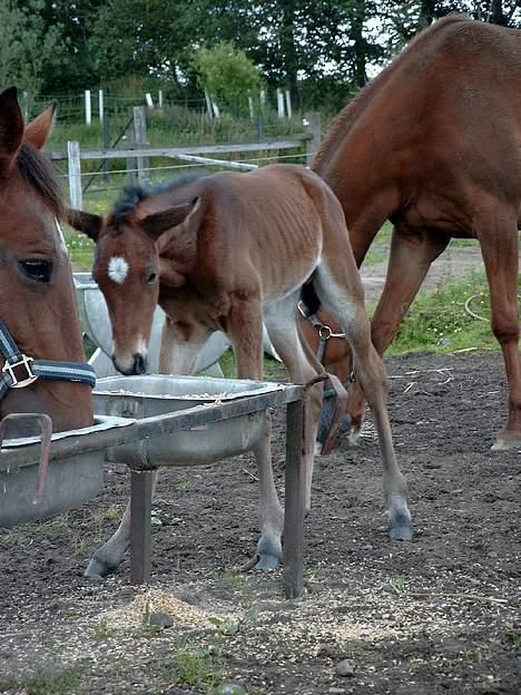 Traver Martinik Speedy - Add.....!!! Skal jeg spise det mor......???      Taget d. 2. juli, 2004!!!! billede 4