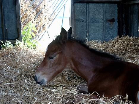 Traver Martinik Speedy - Århhhh... Det er hårdt at være fotomodel!!!!!       Taget d. 4 juli!!! billede 5