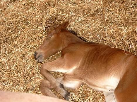 Traver Martinik Speedy - ZZZzzzzzz..............  *Sov sødt lille Martinique.....*   Taget d. 4. juli!!! billede 6