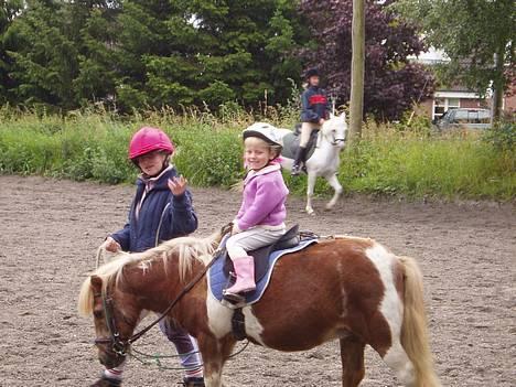 Shetlænder Dinamarka ( DØD ) - Dette er min lille kusine som jeg underviser en gang om ugen  billede 2