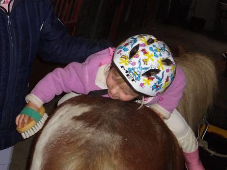 Shetlænder Dinamarka ( DØD ) - når man ikke kan nå og man samtidig er træt så kan man ligge godt og gøre arbejdet  billede 3