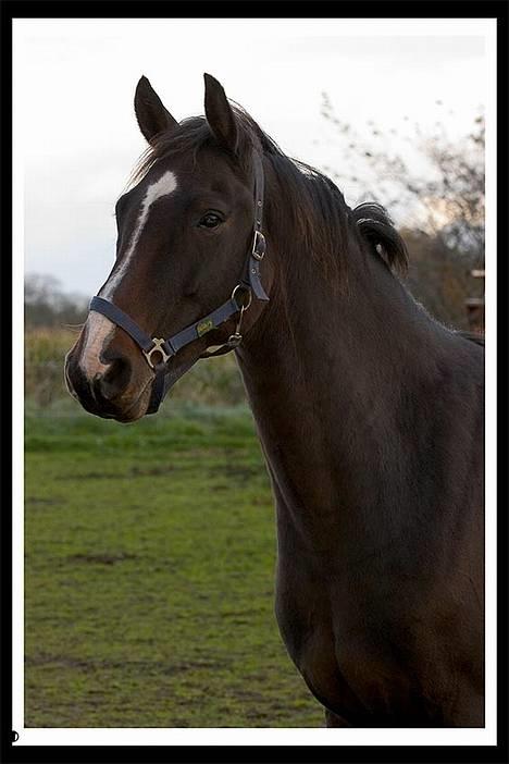 Dansk Varmblod Cor de'Light (Comet) billede 8