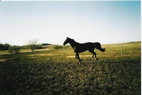 Dansk Varmblod Cor de'Light (Comet) billede 9