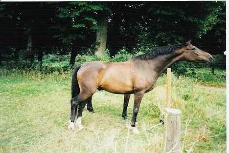 Dansk Varmblod Cor de'Light (Comet) - Lidt tyk måske? hihi billede 10