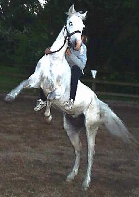 DSP Pontus (solgt) - Han stejler på kommando! :) billede 1