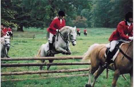 DSP Pontus (solgt) - Til hubertusjagt 2001! :) billede 2