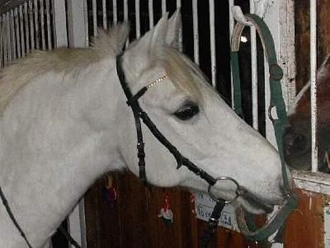 DSP Pontus (solgt) - På staldgangen på GEK... billede 4