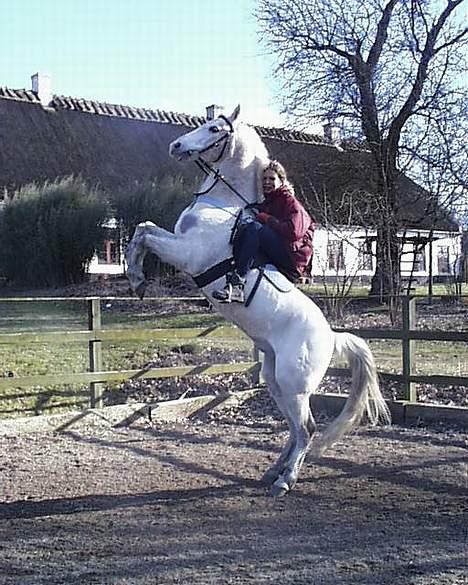 DSP Pontus (solgt) - Stejler igen... :) billede 5