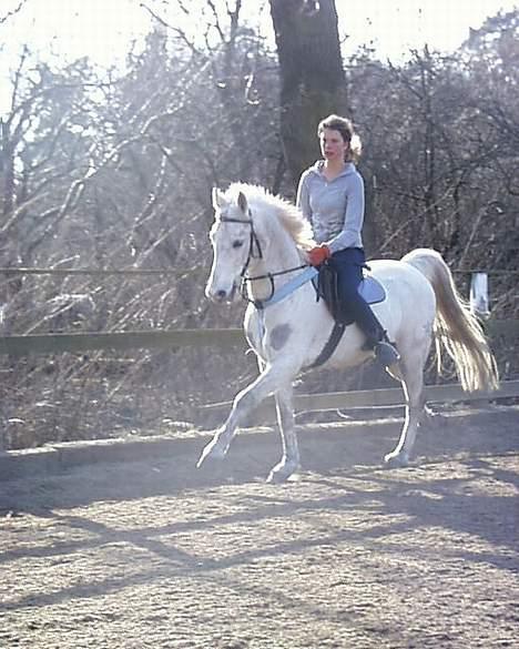 DSP Pontus (solgt) - Opvarmning på ridebanen... :) billede 6