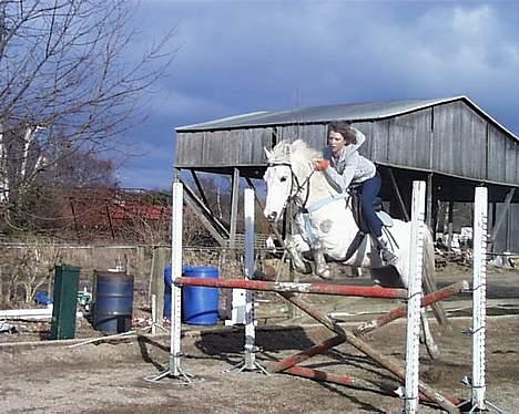 DSP Pontus (solgt) - Springning... :) billede 7