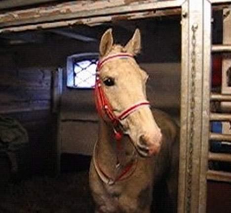 DSP Pontus (solgt) - Puller til fastelavn som væddeløbspony billede 8