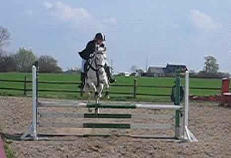 DSP Pontus (solgt) - Puller til stævne billede 9