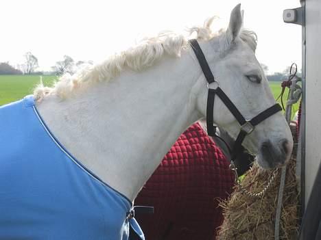 DSP Pontus (solgt) - Han sover i solen til et stævne..! billede 10