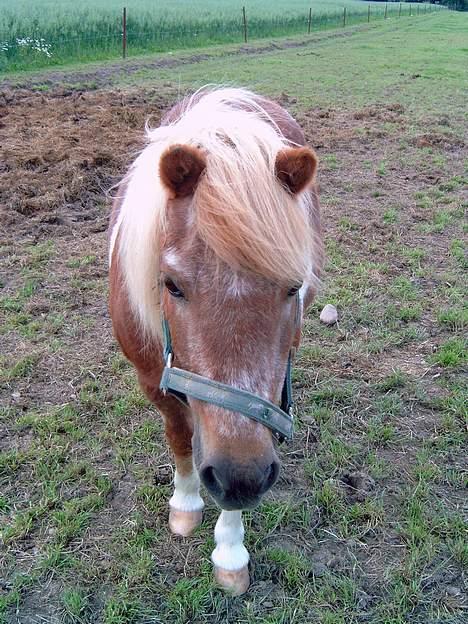 Shetlænder Dinamarka ( DØD ) billede 5
