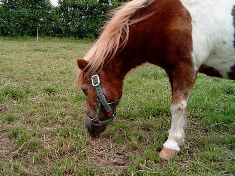 Shetlænder Dinamarka ( DØD ) billede 6