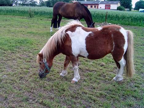 Shetlænder Dinamarka ( DØD ) billede 7