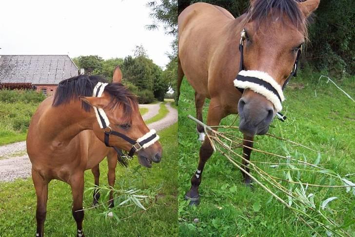 Anden særlig race Speedy T. S. SOLGT :'/ <3 - Hmm, Jaja, bøvet kan man jo altid se ud ;b billede 2