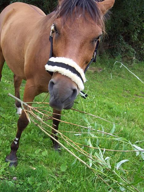 Anden særlig race Speedy T. S. SOLGT :'/ <3 - så nu har jeg dig! :P billede 5
