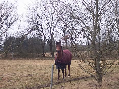 Anden særlig race Speedy T. S. SOLGT :'/ <3 - Hjemme hos hans gamle ejer den dag vi hentede ham billede 6